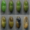 pol icarus pupa6 volg4